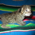 Savannah, F-2B, BST, Male, DOB 7-1-17