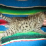 Savannah, F-2B, BST, Male, DOB 7-1-17