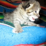 Savannah, F-2B, BST, Male, DOB 7-1-17