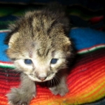 Savannah, F-2B, BST, Male, DOB 7-1-17