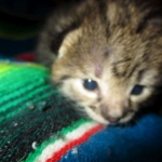 Savannah, F-2B, BST, Male, DOB 7-1-17