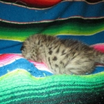 Savannah, F-2B, BST, Male, DOB 7-1-17