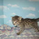 Savannah, F-2B, BST, Male, DOB 7-1-17