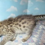 Savannah, F-2B, BST, Male, DOB 7-1-17