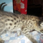 Savannah, F-2B, BST, Male, DOB 7-1-17