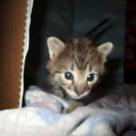 Savannah, F-2B, BST, Male, DOB 7-1-17