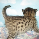 Savannah, F-2B, BST, Male, DOB 7-1-17