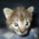 Savannah, F-2B, BST, Male, DOB 7-1-17