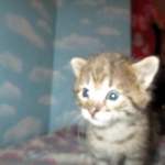 Savannah, F-2B, BST, Male, DOB 7-1-17