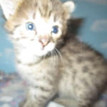 Savannah, F-2B, BST, Male, DOB 7-1-17