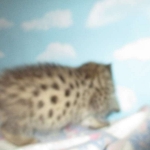 Savannah, F-2B, BST, Male, DOB 7-1-17