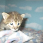 Savannah, F-2B, BST, Male, DOB 7-1-17