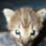 Savannah, F-2B, BST, Male, DOB 7-1-17