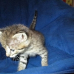 Savannah, F-2B, BST, Male, DOB 7-1-17