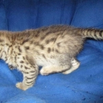 Savannah, F-2B, BST, Male, DOB 7-1-17