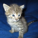 Savannah, F-2B, BST, Male, DOB 7-1-17