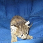 Savannah, F-2B, BST, Male, DOB 7-1-17