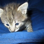 Savannah, F-2B, BST, Male, DOB 7-1-17