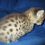 Savannah, F-2B, BST, Male, DOB 7-1-17