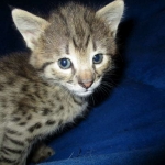 Savannah, F-2B, BST, Male, DOB 7-1-17