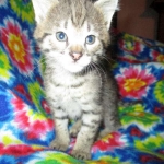 Savannah, F-2B, BST, Male, DOB 7-1-17