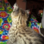 Savannah, F-2B, BST, Male, DOB 7-1-17