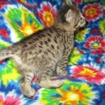 Savannah, F-2B, BST, Male, DOB 7-1-17