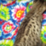 Savannah, F-2B, BST, Male, DOB 7-1-17