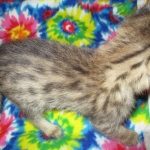 Savannah, F-2B, BST, Male, DOB 7-1-17