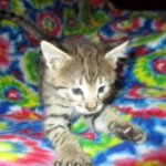 Savannah, F-2B, BST, Male, DOB 7-1-17