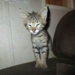 Savannah, F-2B, BST, Male, DOB 7-1-17