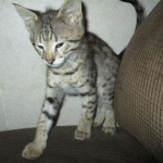 Savannah, F-2B, BST, Male, DOB 7-1-17