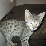 Savannah, F-2B, BST, Male, DOB 7-1-17