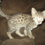 Savannah, F-2B, BST, Male, DOB 7-1-17