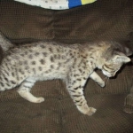 Savannah, F-2B, BST, Male, DOB 7-1-17