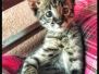 Merlin, Savannah, F-2B, Brown Black spotted Male DOB 9-25-17