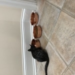 Merlin, Savannah, F-2B, Male, Brown black) spotted DOB 9-25-17