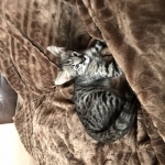 Merlin, Savannah, F-2B, Male, Brown black) spotted DOB 9-25-17