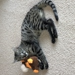 Merlin, Savannah, F-2B, Male, Brown black) spotted DOB 9-25-17