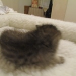 Savannah, F-2B, Male, Brown black) spotted DOB 9-25-17