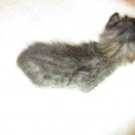 Savannah, F-2B, Male, Brown black) spotted DOB 9-25-17