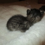 Savannah, F-2B, Male, Brown black) spotted DOB 9-25-17