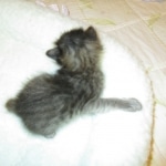 Savannah, F-2B, Male, Brown black) spotted DOB 9-25-17