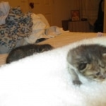 Savannah, F-2B, Male, Brown black) spotted DOB 9-25-17