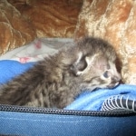 Savannah, F-2B, Male, Brown black) spotted DOB 9-25-17