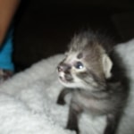 Savannah, F-2B, Male, Brown black) spotted DOB 9-25-17