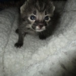 Savannah, F-2B, Male, Brown black) spotted DOB 9-25-17