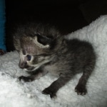 Savannah, F-2B, Male, Brown black) spotted DOB 9-25-17