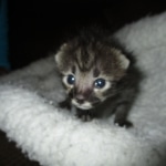 Savannah, F-2B, Male, Brown black) spotted DOB 9-25-17