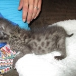 Savannah, F-2B, Male, Brown black) spotted DOB 9-25-17